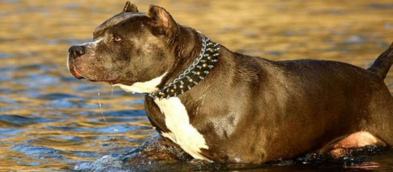 Αφησε τα pitbull του ελεύθερα κοντά στο ποτάμι… αλλά δεν φαντάζεστε με τί γύρισαν πίσω! (βίντεο)